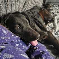 Thumbnail photo of Pixie #3