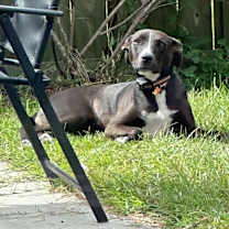 Thumbnail photo of Chloe #2