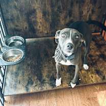 Thumbnail photo of Chloe #3