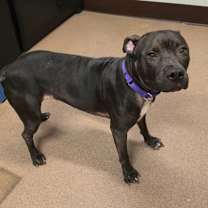 Thumbnail photo of Whitney Houston #3