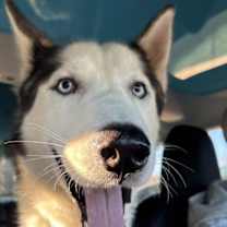 Thumbnail photo of Alexei #3