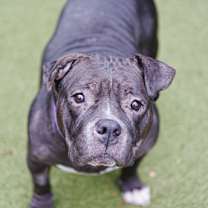 Thumbnail photo of Beatrix #1