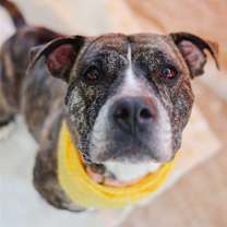 Thumbnail photo of Sunflower #1