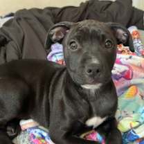 Thumbnail photo of Echo #3