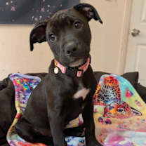 Thumbnail photo of Echo #4