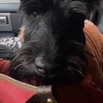 Thumbnail photo of Toby #1