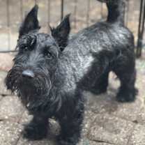 Thumbnail photo of Toby #2