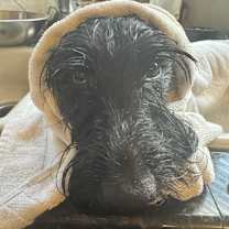 Thumbnail photo of Toby #4