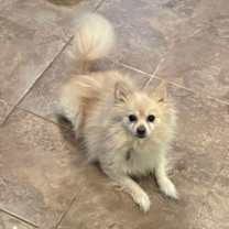 Thumbnail photo of Milo and Watson #1