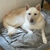 Thumbnail photo of Mansu #2