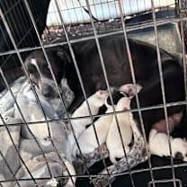 Thumbnail photo of Saphira #2