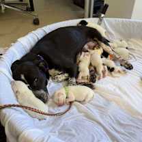 Thumbnail photo of Saphira #3