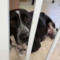 Thumbnail photo of Saphira #4