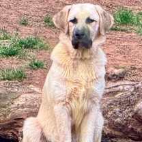 Thumbnail photo of RAIDER #1