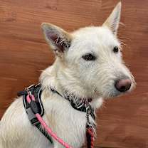 Thumbnail photo of Mansu #4