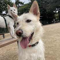 Thumbnail photo of Mansu #3