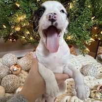 Thumbnail photo of Jagermeister #3