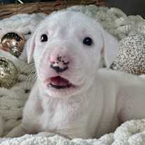 Thumbnail photo of Petra #3