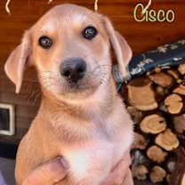 Thumbnail photo of Bibi - Cisco #4