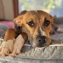 Thumbnail photo of Kansas (25-162 D) #4