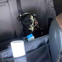 Thumbnail photo of Dog Marley #3