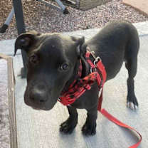 Thumbnail photo of Dog Marley #4