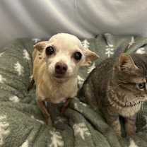 Thumbnail photo of Poppy #1