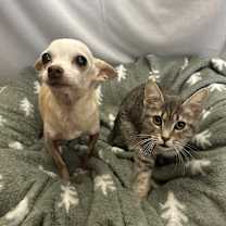 Thumbnail photo of Poppy #3