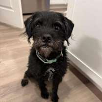 Thumbnail photo of Texas Ranger- ADOPTION IN PROCESS #1