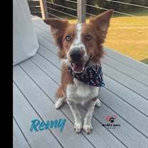 Thumbnail photo of Remy (Courtesy Post) #1