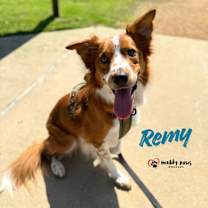 Thumbnail photo of Remy (Courtesy Post) #2