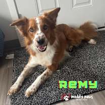 Thumbnail photo of Remy (Courtesy Post) #3