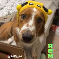 Thumbnail photo of Remy (Courtesy Post) #4