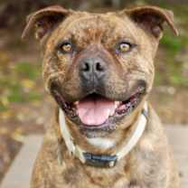 Thumbnail photo of Bixby #1