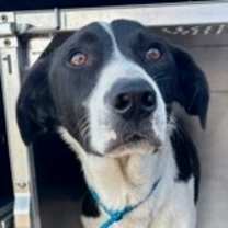 Thumbnail photo of Diesel #2