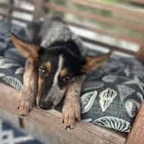 Thumbnail photo of Roxanne #2