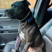 Thumbnail photo of Juno #1