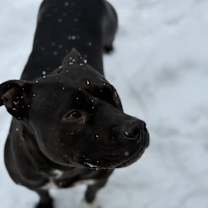 Thumbnail photo of Juno #2