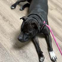 Thumbnail photo of Juno #3