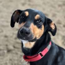 Thumbnail photo of Honeybee #1