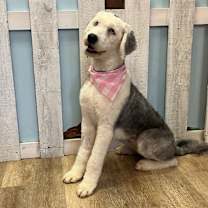 Thumbnail photo of Maxi #1