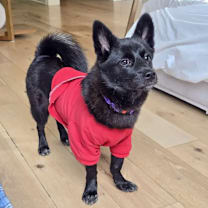 Thumbnail photo of Bangwool #1