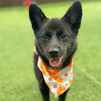 Thumbnail photo of Bangwool #2