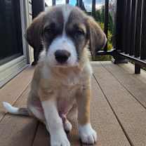 Thumbnail photo of Dasher #3