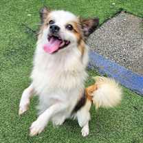 Thumbnail photo of Esoh #4