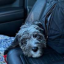 Thumbnail photo of Bluey #3