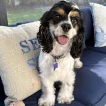 Thumbnail photo of Luna Belle #1