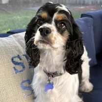 Thumbnail photo of Luna Belle #3