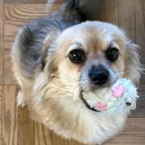 Thumbnail photo of Melo #2