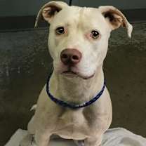 Thumbnail photo of Coconut #2